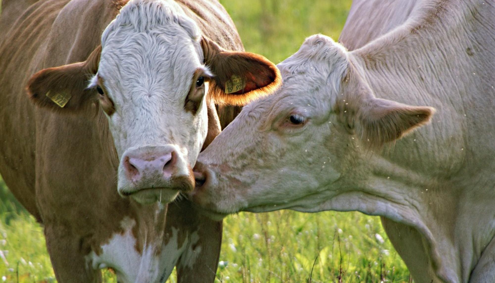 Dinámicas sociales de las vacas